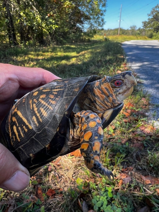 Eastern Box Turtle